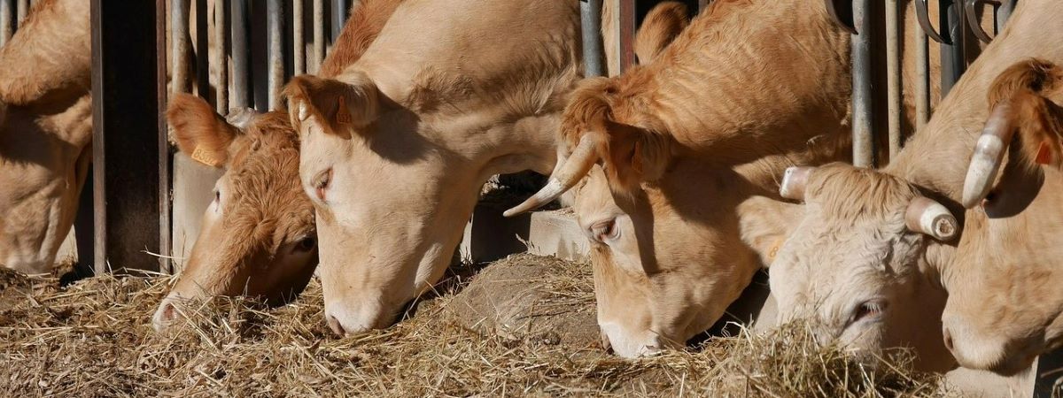 Titleimage: Clinique des ruminants