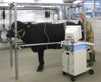 Chaque année, des postes d'internat sont mis au concours à la clinique des animaux de rente du Département de médecine vétérinaire clinique de l'Université de Berne.  Des rotations sont proposées par la médecine de troupeau des ruminants, la clinique stationnaire des ruminants, la clinique porcine et l'Office vétérinaire du canton de Berne. Les postes répondent à une partie des exigences du règlement pour l'obtention du titre de spécialiste FVH-ruminants de la SVS.